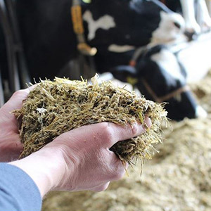 nutrition-animale-ensilage