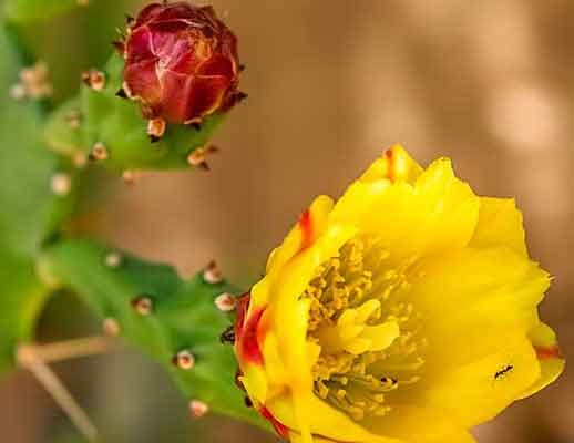 Fleurs-sechees-figuier-barbarie-bio